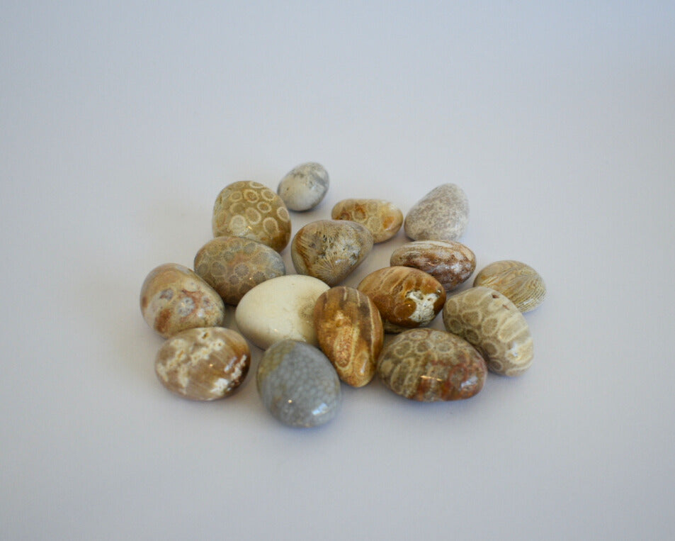 Fossil Coral Jasper - Tumble Stone